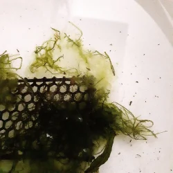 moss1.webp