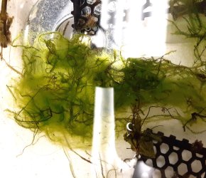 moss3.jpg