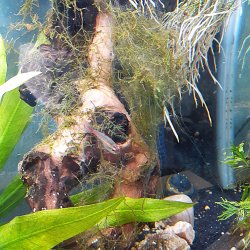 moss4.jpg