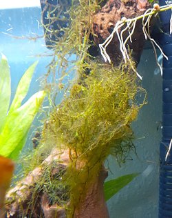 moss5.jpg