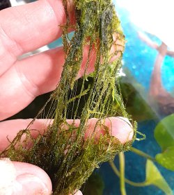 moss6.jpg