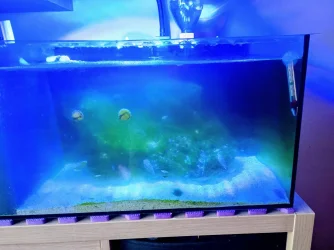 algae.webp