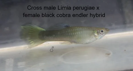 lpbc1.jpg lpbc1.jpg