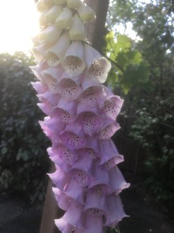 F68062AE-1D60-4D54-BFEC-726500DC7E9C.jpeg