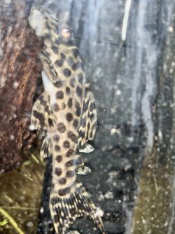 IMG_8077.jpeg