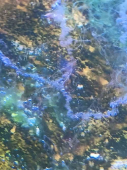 marine growth1.webp