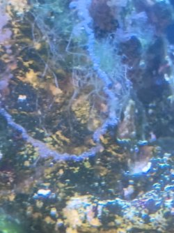 marinegrowth2.jpeg