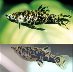 Phalloceros csudimsculstud.png