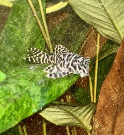 IMG_8073.jpeg