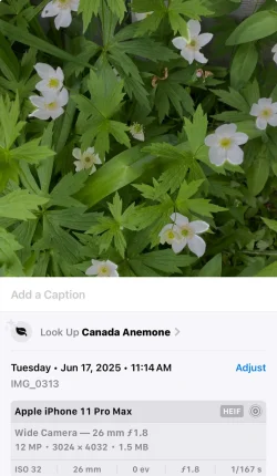 fishflower2 .webp