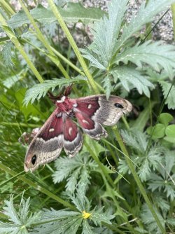 IMG_1867.jpeg