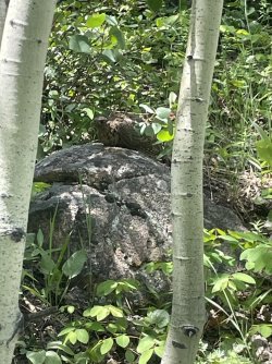 IMG_1870.jpeg
