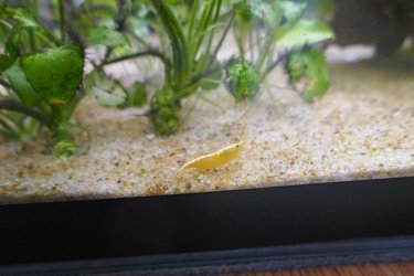 yellow shrimp 1.jpg
