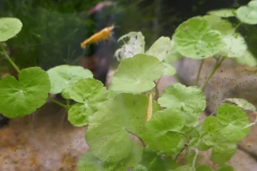 yellow shrimp 2.webp