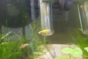 yellow shrimp 3.webp