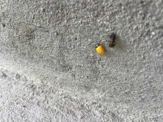 IMG_1885.jpeg