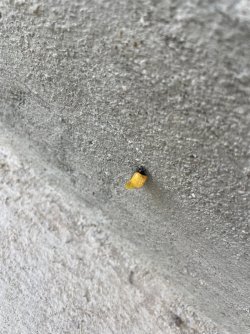 IMG_1886.jpeg