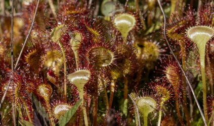 DSC_1107SundewCloseup.jpg