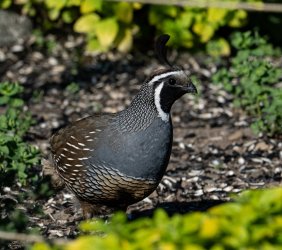 DSC_1169QuailMaleFeeder.jpg