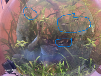 Cory.png