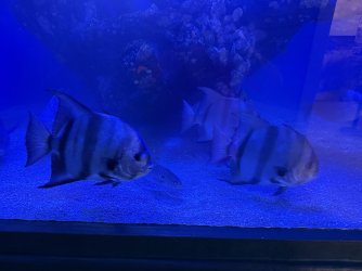IMG_2208.jpeg