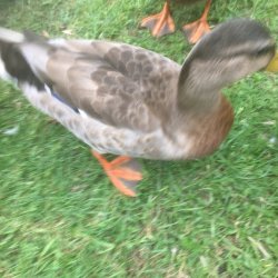 781321ED-8C17-4457-BC63-18A6ED59A9A9.jpeg