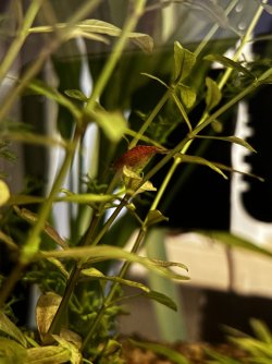 IMG_8085.jpeg