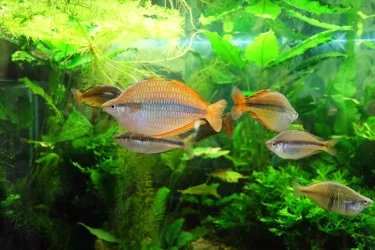 DSCF0145.webp