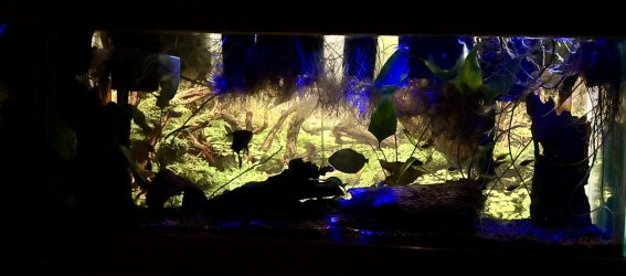 IMG_8290.jpeg