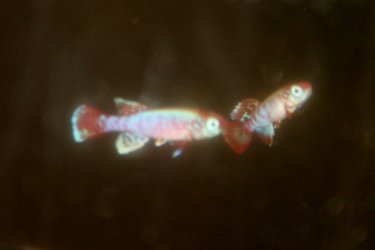 eggersi1 (640x427).jpg