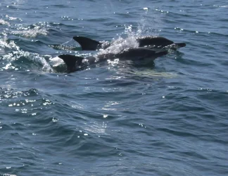 dolphins.webp