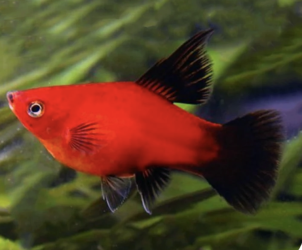 platy.png