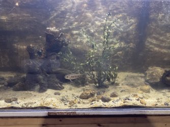 Brook trout tank 1.jpg