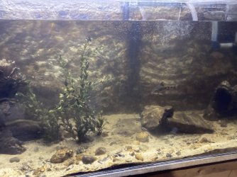 Brook trout tank 2.jpg