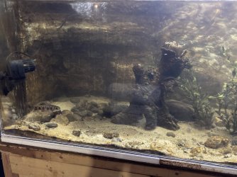 brook trout tanke 3.jpg