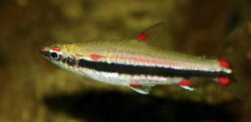 n. trifasciatus.png