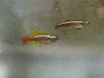 IMG_3832[1] - Copy.JPG