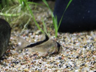 hoplisoma melini.JPG