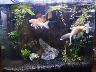 goldfish.webp