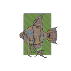 angelfish1.5.png