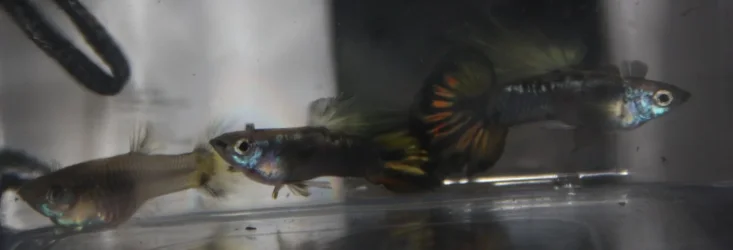 IMG_8588a.webp