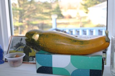 scourgette of the seas.JPG