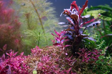 IMG_0051.jpg IMG_0051.jpg