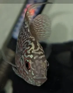 Screenshot_20251124_225031_Gallery.webp