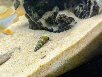 rabbitsnail30Dec25.webp