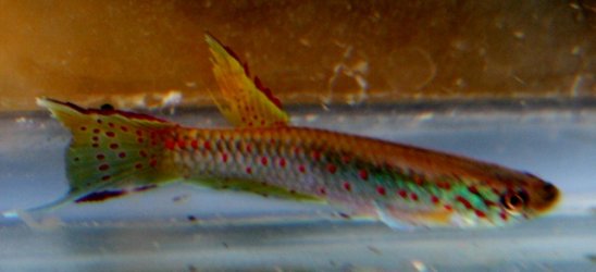 polli 006 (640x292).jpg