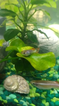 guppy3.webp