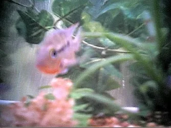 cichlids11.webp