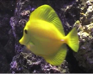Copy_of_reef1_023.webp