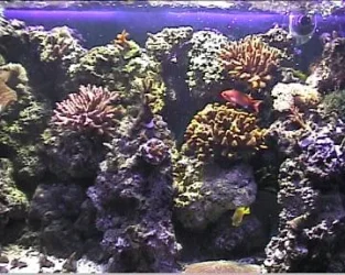 Copy_of_reef1_022.webp